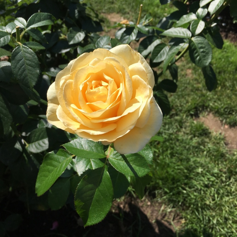 Meet your Posher, Rhi